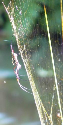 Nephila sp.